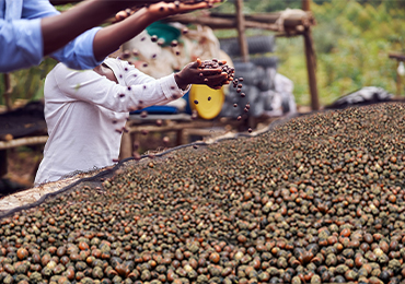 Collecte locale amandes de karité